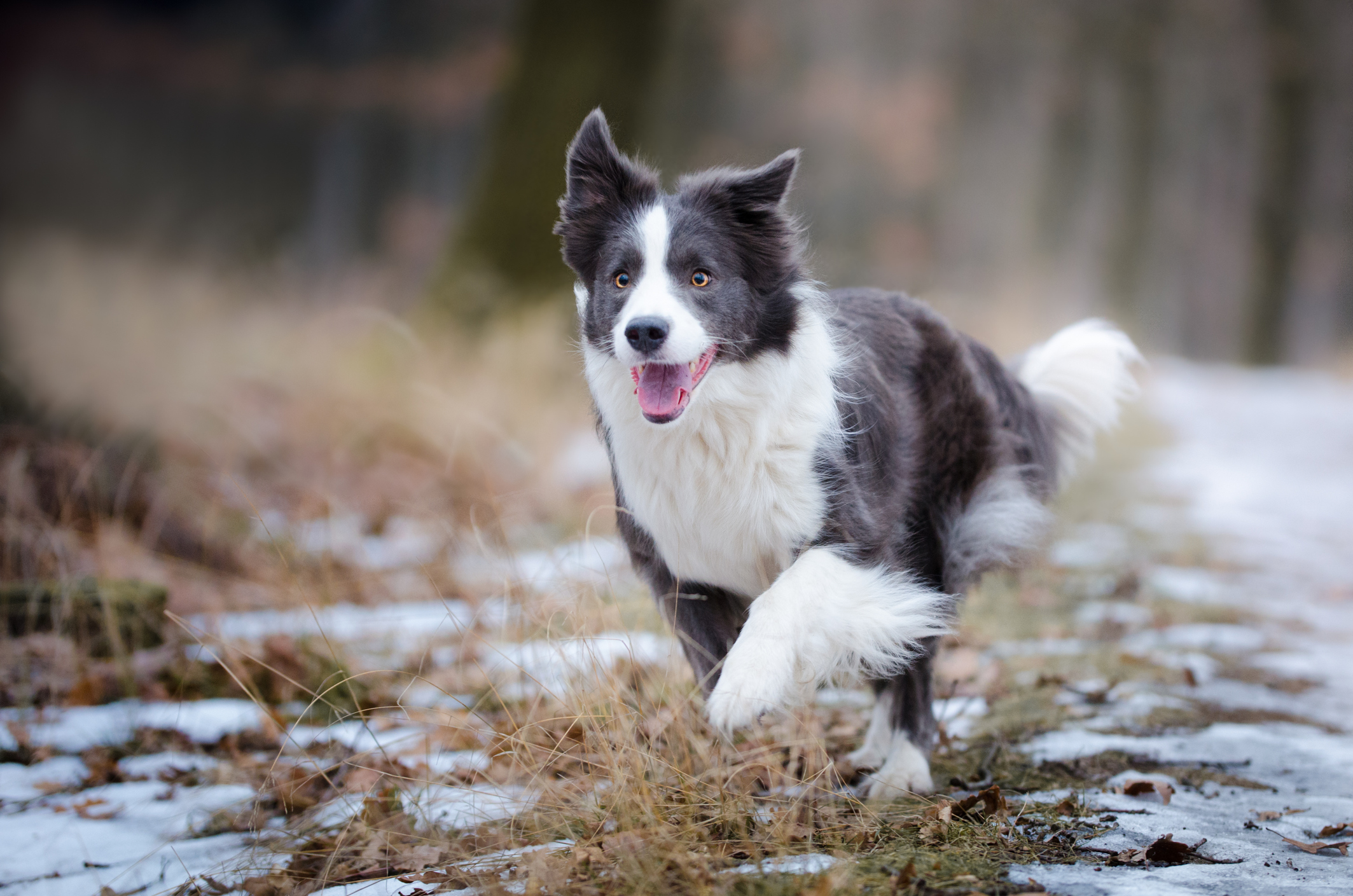 Hund som løper i skogen