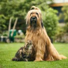 Katt og hund som sitter på gresset.