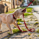 Ung hund som drar i båndet