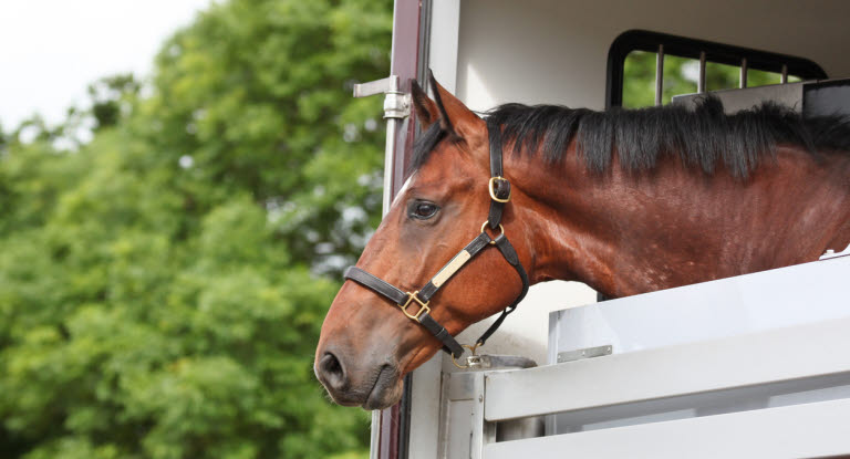 Hest titter ut av hestetransport