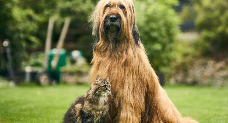 Katt og hund som sitter på gresset.