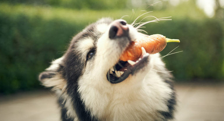 Hund med gulrot i munnen