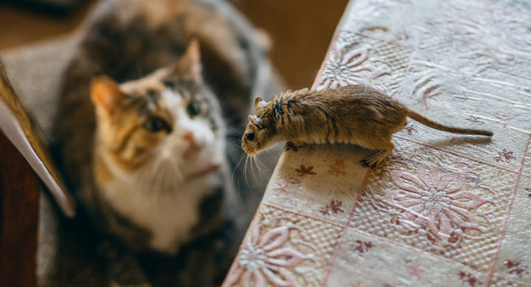 Musegift kan forgifte katten - Dyreforsikring