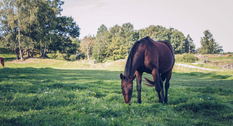 Hest står på grønt beite