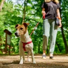 Jack russell terrier på tur