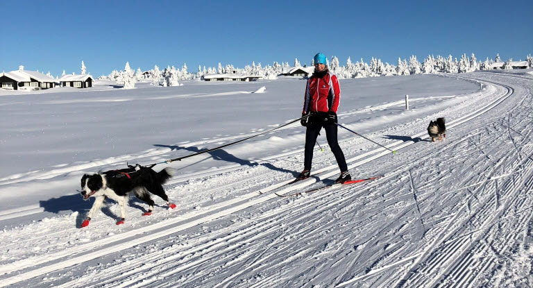 Hund og eier på skitur