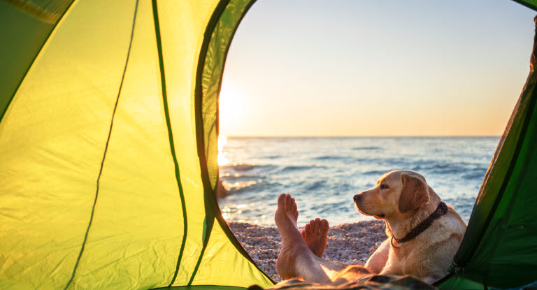 Hund og eier som ligger i et grønt telt på stranden.