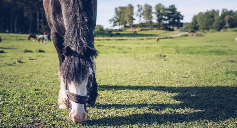 Hest gresser på beite