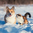 Hund og katt i snøen