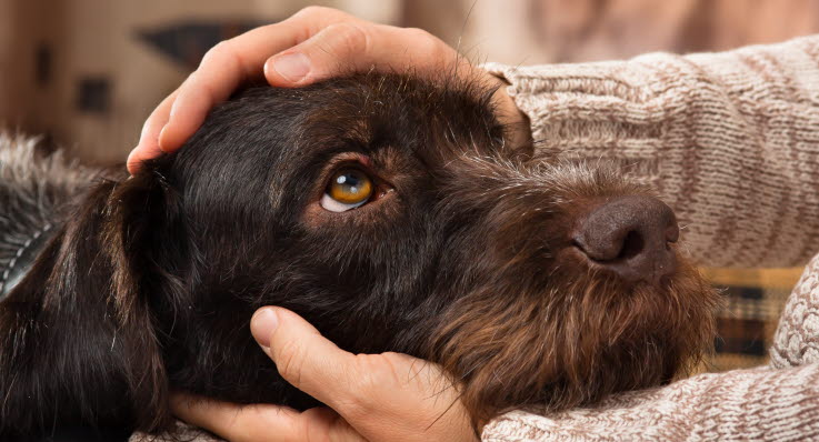 Utflod etter fjerning av livmor hund