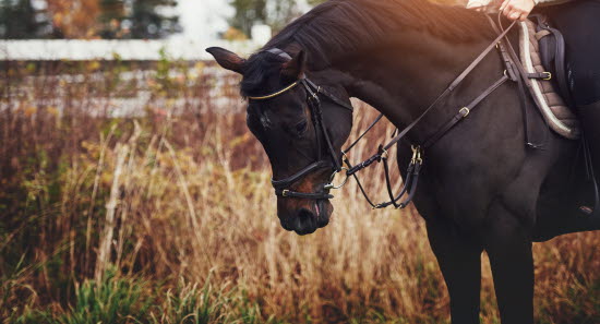 Livsforsikring Til Hest Agria Dyreforsikring