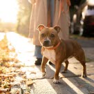 Staffordshire bull terrier på tur i høstsolen