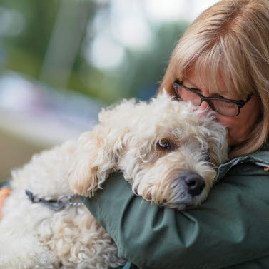 Artiklar Om Omplassering Inom Området Hund - Agria Dyreforsikring