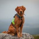 Redningshund som sitter på en fjellknaus