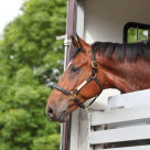 Hest titter ut av hestetransport