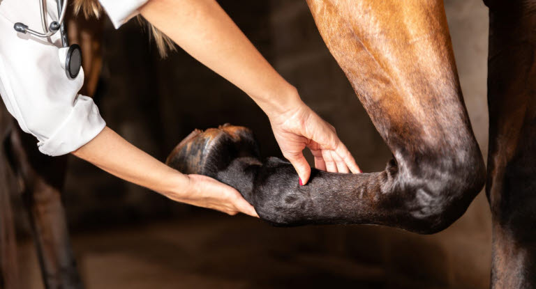 Veterinær undersøker en hest sin sene