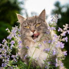 Katt utendørs ligger på bakken