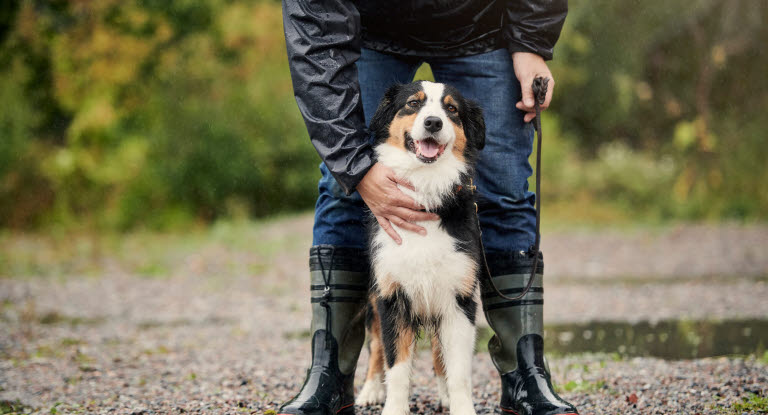 Hund som står sammen med eieren sin