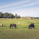 Hester på beite