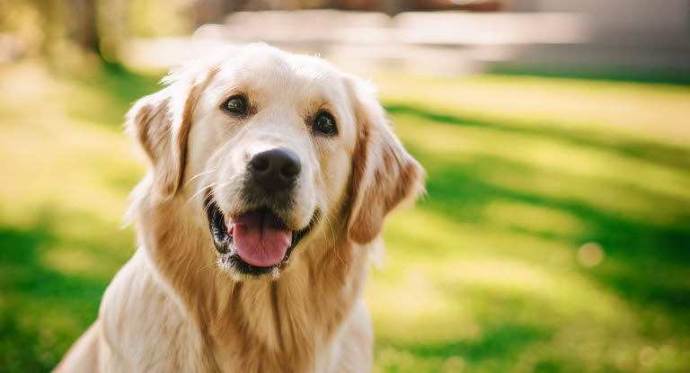 Golden retriever smiler mot kamera