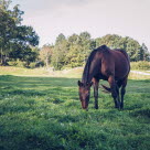 Hest står på grønt beite